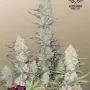 Cannabis seeds TROPICANA Cookies Auto from Fast Buds